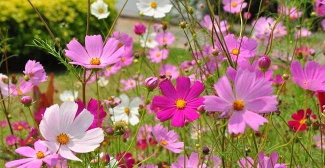 什么花代表幸福的花语？如何用花表达幸福？