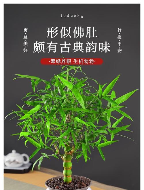 佛肚竹用什么盆栽好？如何选择合适的花盆？