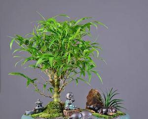 佛肚竹用什么盆栽好？如何选择合适的花盆？