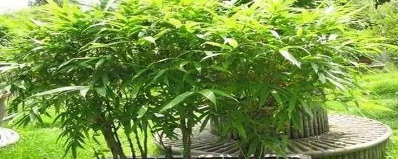 佛肚竹养护秘诀是什么？如何使其生长更旺盛？