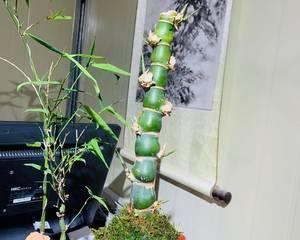 佛肚竹子修剪的最佳时机是什么时候？如何正确修剪？