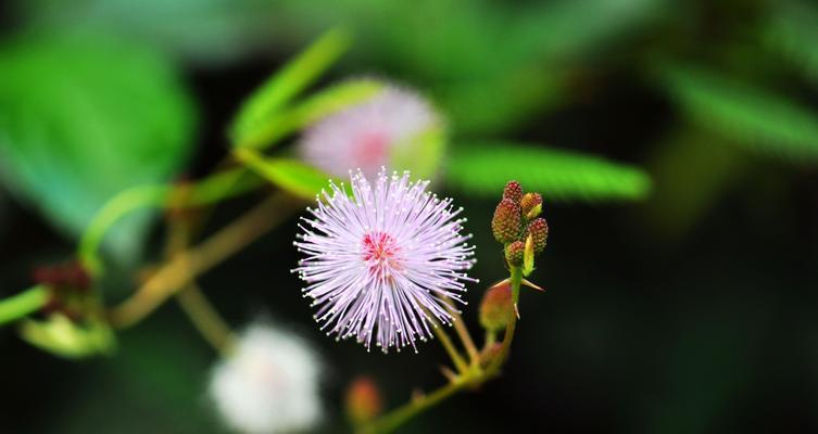 什么花代表羞涩的花语？如何用花表达羞涩的情感？