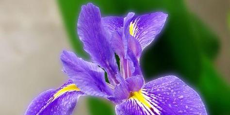 什么花的花语代表虚幻？揭秘虚幻之花的含义是什么？