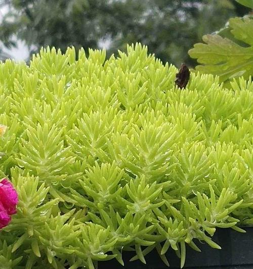 佛甲草冬天会冻死吗？如何在冬季保护佛甲草？