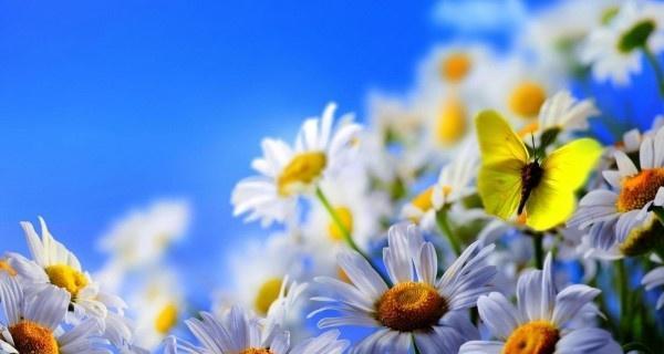 什么花代表阳光的花语？了解花语背后的含义是什么？