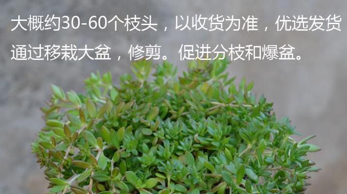 佛甲草修剪的最佳时间是什么时候？正确的修剪方法有哪些？