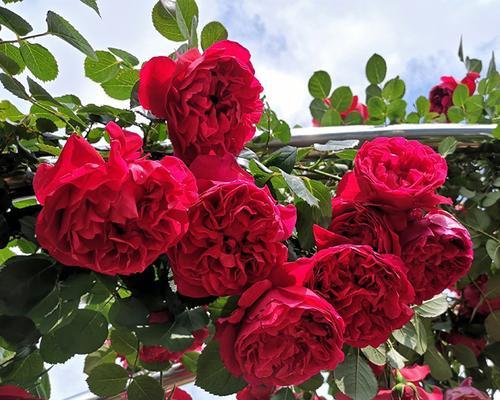 佛罗伦蒂娜月季一年能开几次花？开花周期和养护要点是什么？