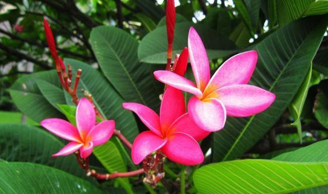 佛山市花是什么？了解佛山市花的含义和特点？
