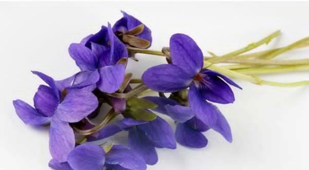 什么花代表永恒的守护？花语中永恒守护的花有哪些？