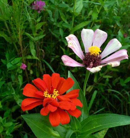 什么花代表永恒的友谊？花语中友谊的象征是什么？