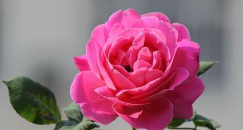 什么花代表永远的爱？揭秘花语背后的含义？
