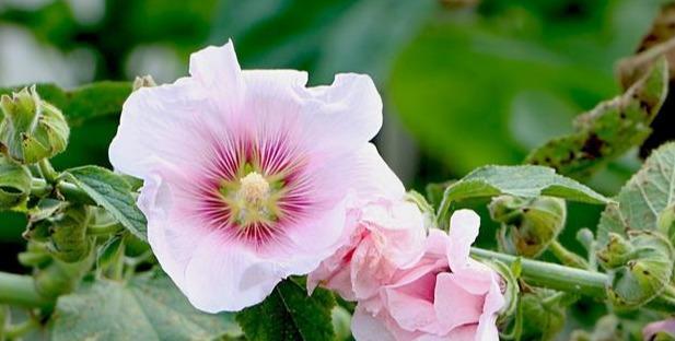 什么花代表永远的爱？揭秘花语背后的含义？