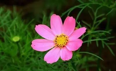 什么花的花语代表永远快乐？如何用花表达持久的快乐？