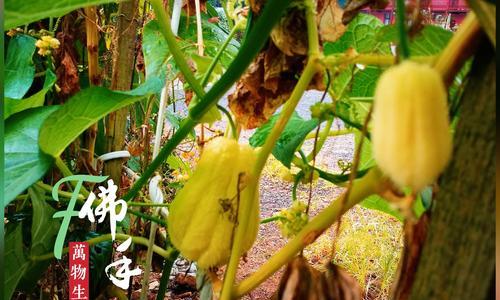 佛手瓜主要产地有哪些？如何辨别不同产地的佛手瓜？