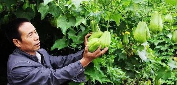 佛手瓜怎么种？最佳种植时间是什么时候？