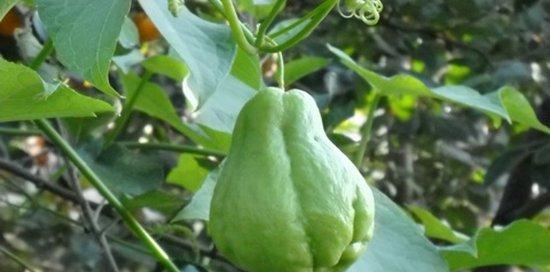 佛手瓜怎么种？最佳种植时间是什么时候？
