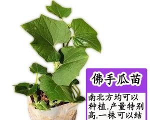 佛手瓜的籽能种植吗？种植后如何管理？