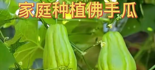 佛手瓜的籽能种植吗？种植后如何管理？