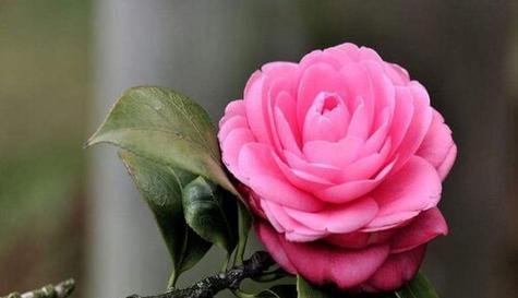 什么花代表遇见的花语？如何用花表达遇见的意义？