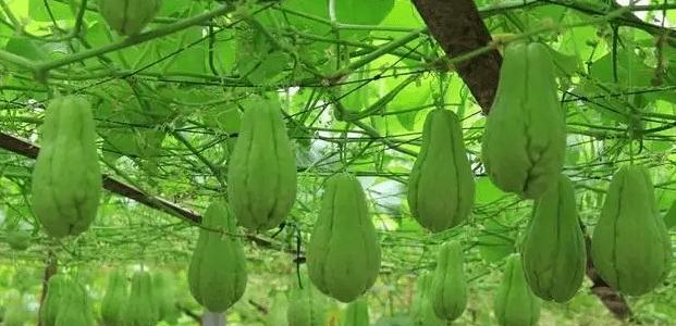 佛手瓜最佳种植时间是什么时候？种植后需要注意哪些问题？