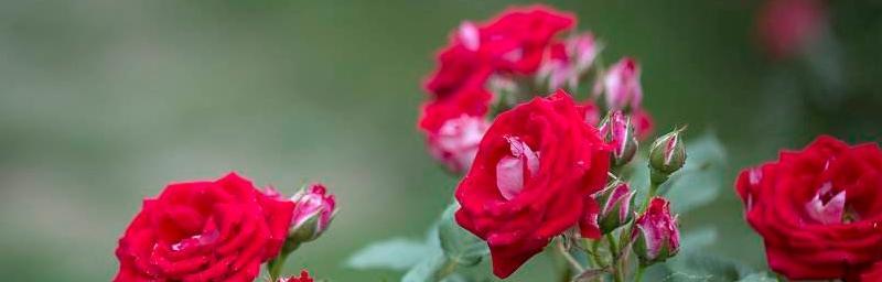 什么花代表欲望？揭秘花语背后的含义？