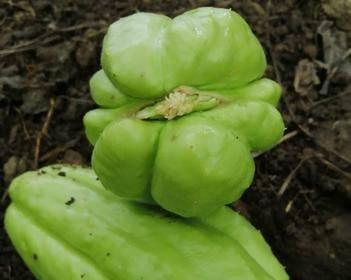 佛手瓜最佳种植时间是什么时候？如何确保高产？