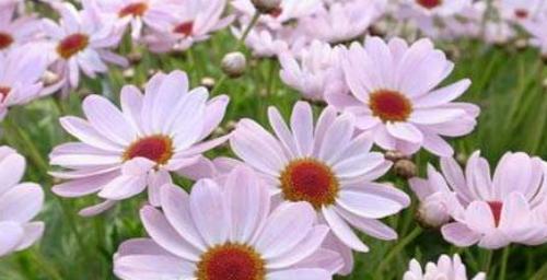 什么花代表原谅我？花语中表达歉意的花卉有哪些？