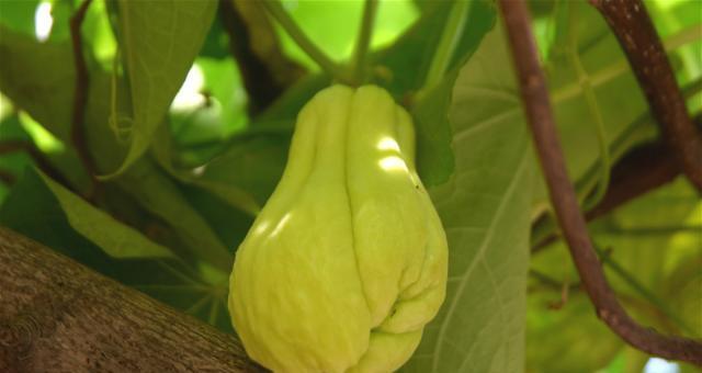 佛手瓜最佳种植时间是什么时候？如何确保种植成功？