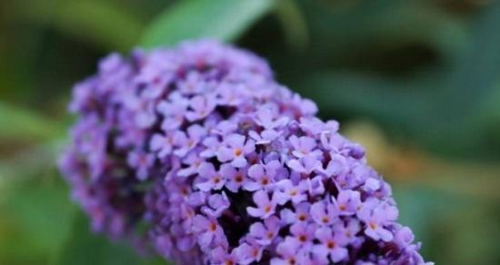 什么花代表原谅我？花语中表达歉意的花卉有哪些？