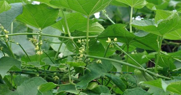 佛手瓜最佳种植时间是什么时候？如何确保种植成功？