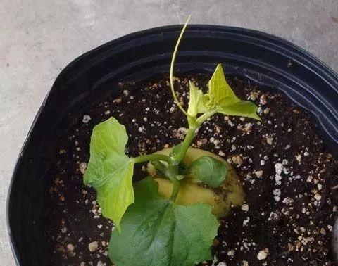 佛手瓜种在花盆里可行吗？如何进行盆栽养护？