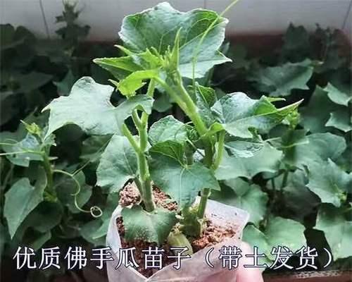 佛手瓜种在花盆里可行吗？如何进行盆栽养护？
