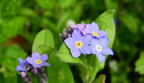 什么花代表珍惜的意义？花语中珍惜的花有哪些？