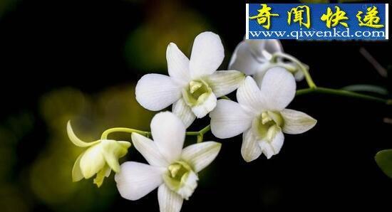 什么花代表珍惜的意义？花语中珍惜的花有哪些？