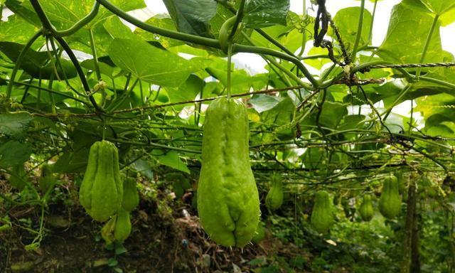 佛手瓜是多年生植物吗？一年生植物的区别是什么？