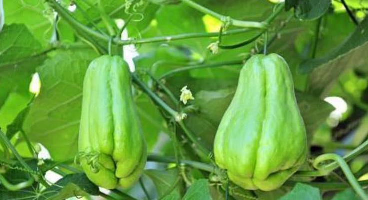 佛手瓜是多年生植物吗？一年生植物的区别是什么？