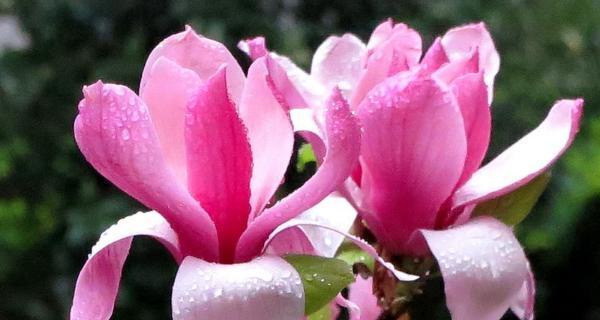 什么花的花语代表真相？揭秘真相之花的含义是什么？