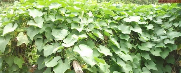 佛手瓜施肥指南：喜肥吗？应该施什么肥料？