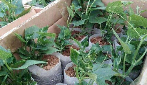 佛手瓜种植环境偏好是什么？喜阴还是喜阳？