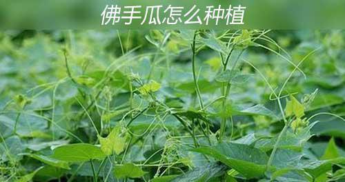 佛手瓜种植环境偏好是什么？喜阴还是喜阳？
