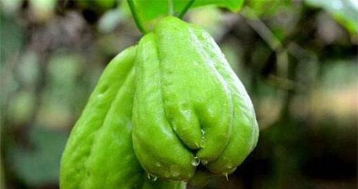 佛手瓜种植环境偏好是什么？喜阴还是喜阳？