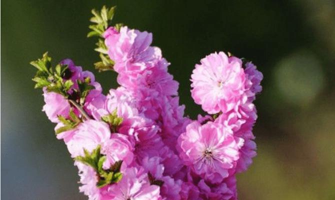 什么花代表挚友的花语？如何用花卉表达深厚友情？