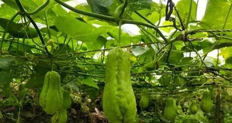 佛手瓜苦味如何处理？食用前需要注意什么？