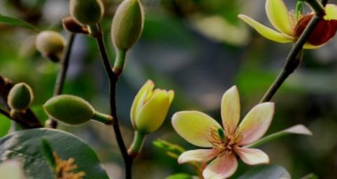 什么花代表智慧？花语中智慧的花朵有哪些？