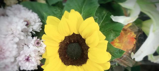 什么花代表忠诚？揭秘花语背后的含义？