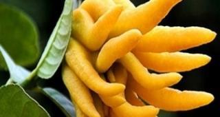 佛手瓜留种子的最佳方法是什么？需要哪些步骤？