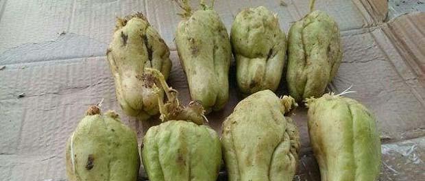 佛手瓜留种子的最佳方法是什么？需要哪些步骤？