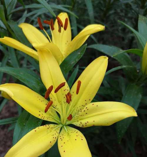 什么花代表重逢的花语？如何用花表达重逢的情感？