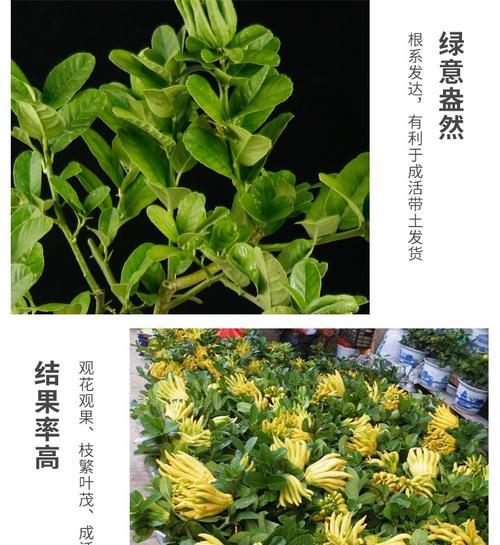 佛手果成熟期是什么时候？如何判断其成熟度？