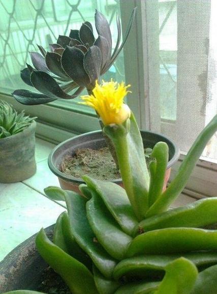 佛手花不开花怎么办？如何促进开花？
